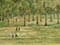 Auckland Domain, around 1890