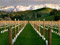 Vineyards