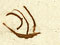 Signatures on the East Coast sheet of te Tiriti o Waitangi