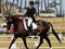 Christen Hayde on Tandarra Sweet As performing dressage, December 2011