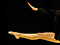 Mereana Rademakers competes in rhythmic gymnastics at the 2010 GymSports New Zealand