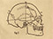 An illustration from John Halliday Scott's 1893 paper on Māori and Moriori skulls