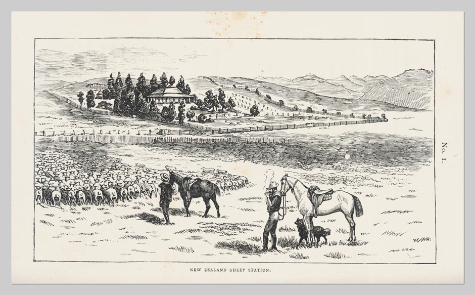 History of a New Zealand Sheep