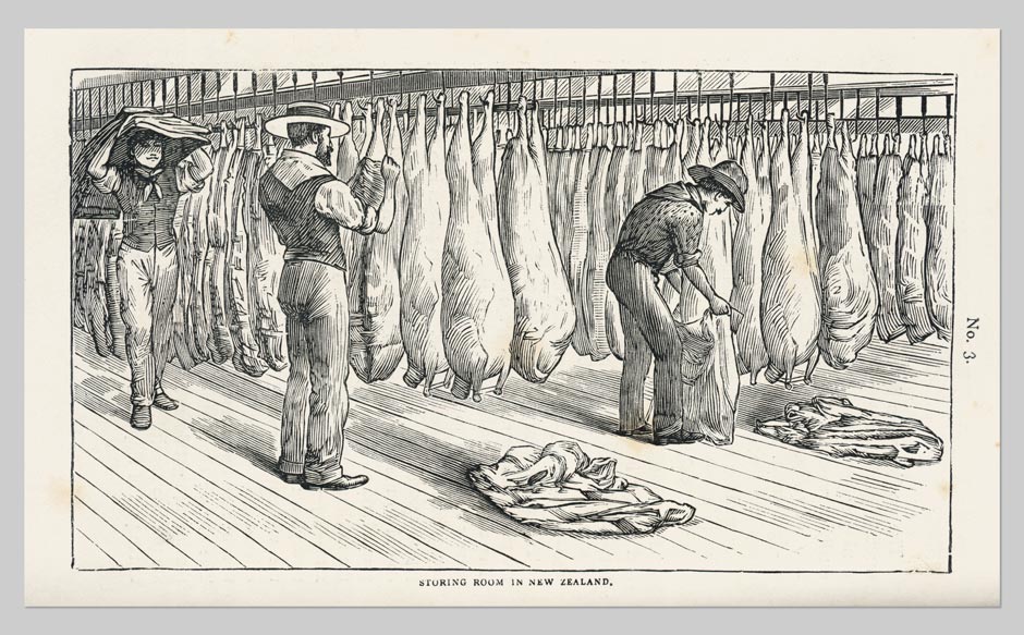 History of a New Zealand Sheep