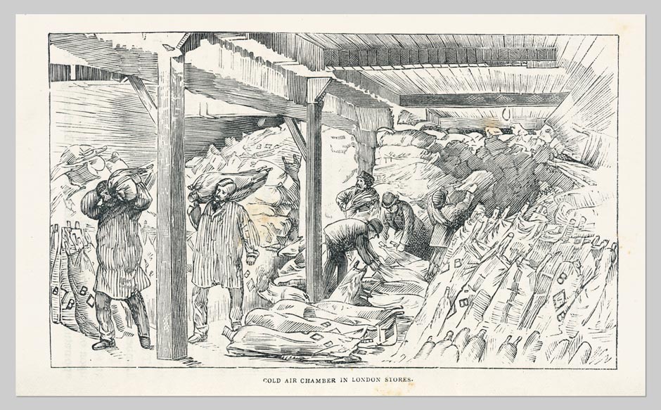 History of a New Zealand Sheep