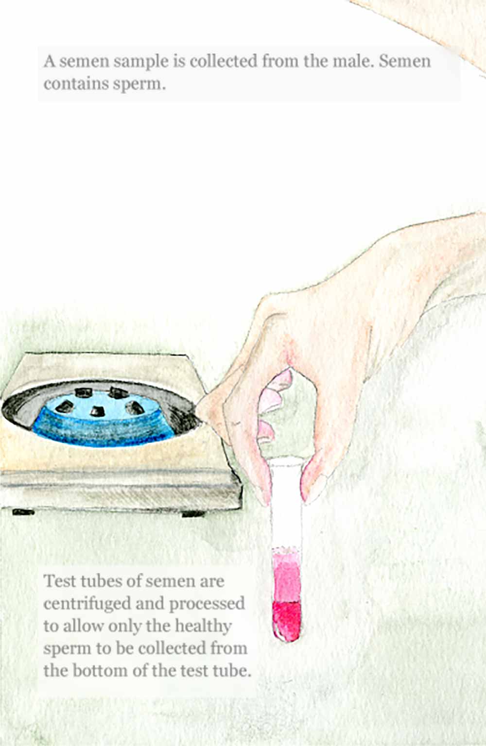 Semen processing