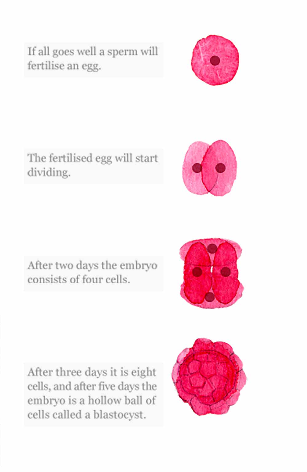 Fertilisation