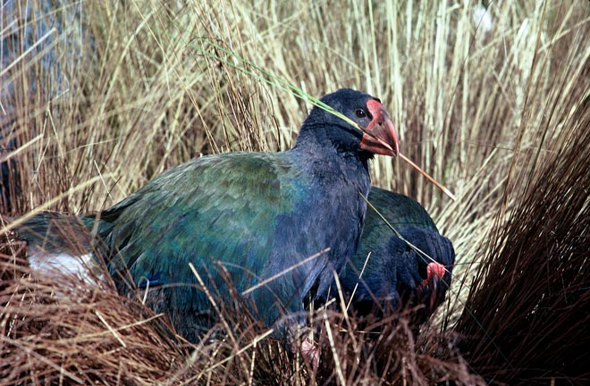 Takahē browsing