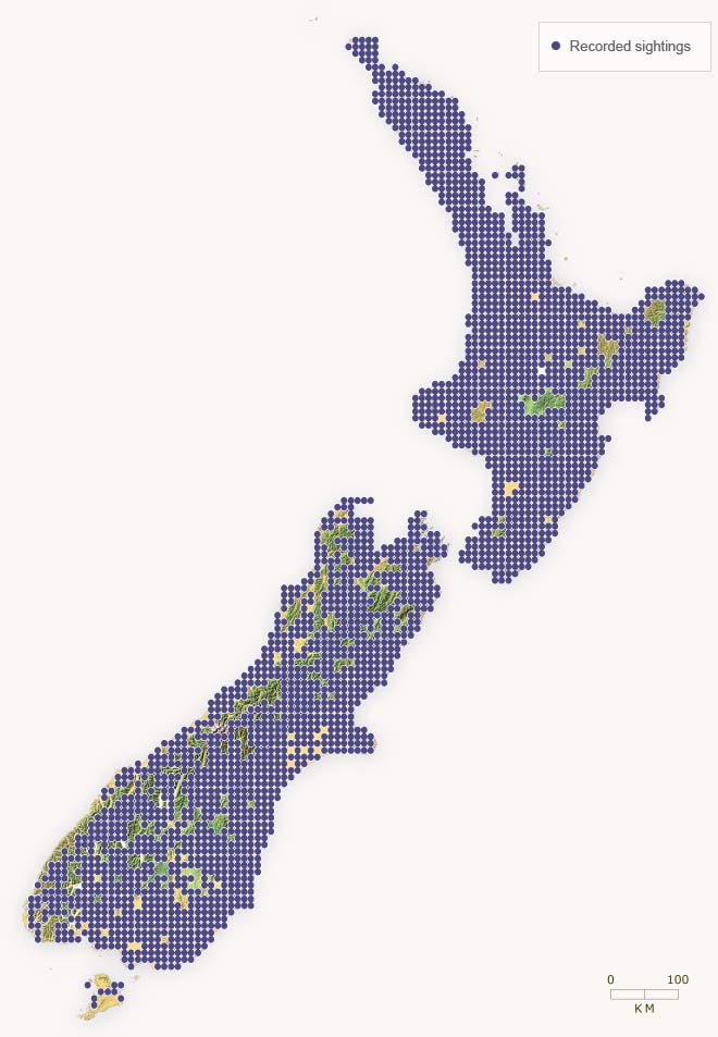 Distribution of paradise shelduck