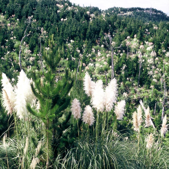 Pampas