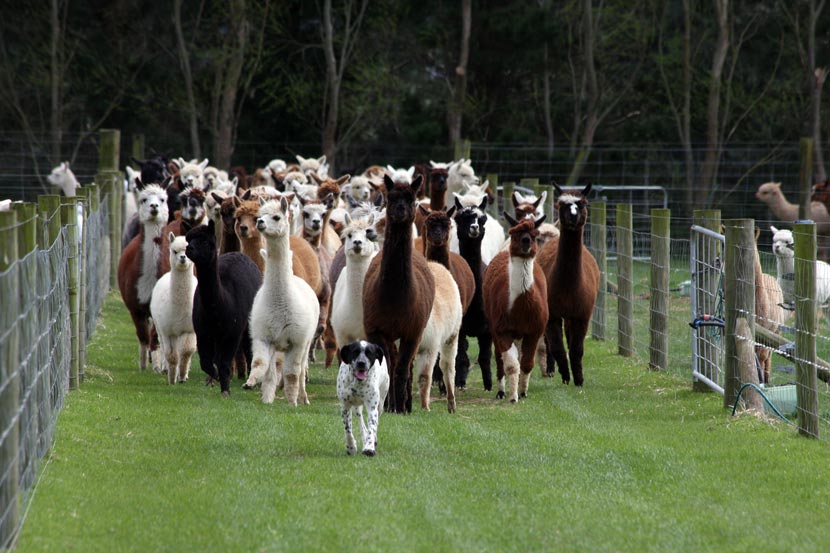 Alpaca farming