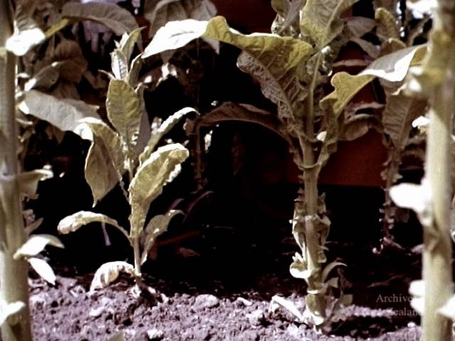 what can tobacco be used for DVIDS - News