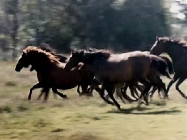 Horse breeding | Horse and greyhound racing | Te Ara Encyclopedia of New Zealand