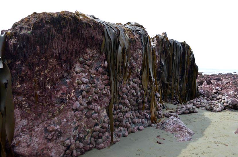 Stranded marine life