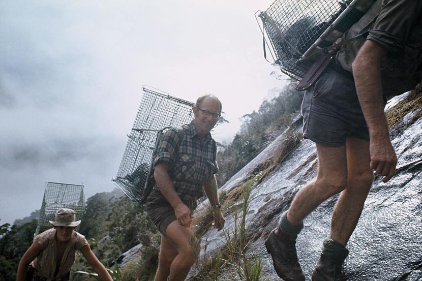 Three men clambering up a steep rocky bank in a bush setting with wire birdcages strapped to their backs. 