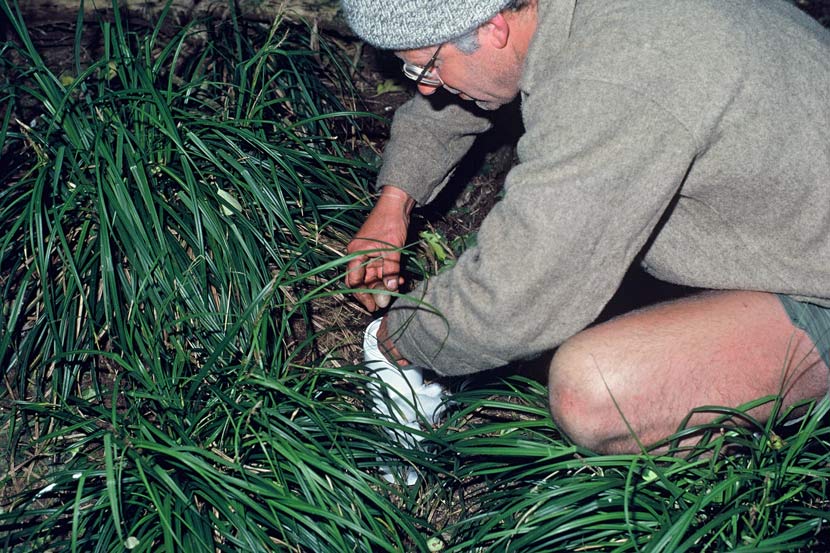 Don Merton crouches outdoors, transferring bird eggs to a white plastic container.