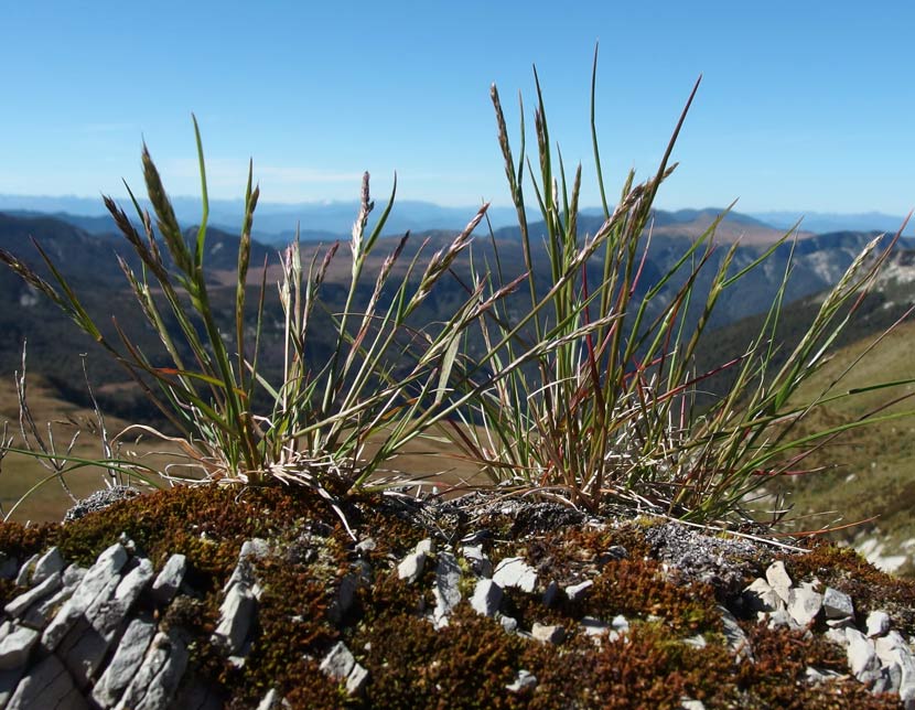 Grass growing on a mossy rock in front of a mountain view. 
