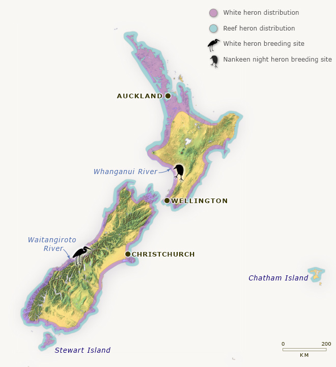 Herons in New Zealand