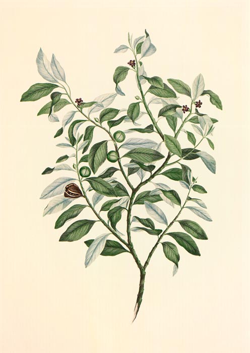 Drawing of <em>Pittosporum tenuifolium</em>