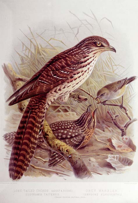 Long-tailed cuckoo with grey warbler