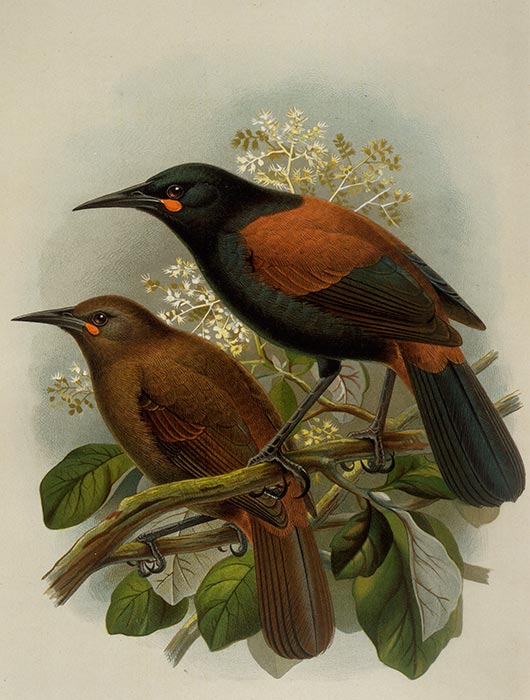 Saddlebacks, by John Gerrard Keulemans