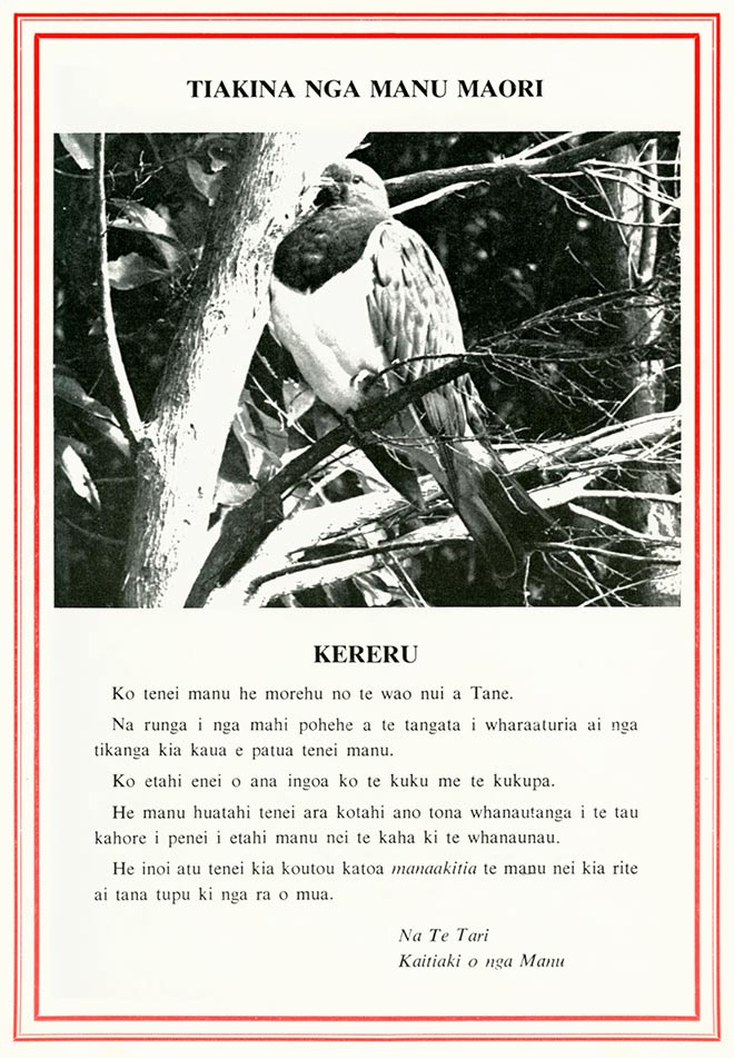 Saving kererū