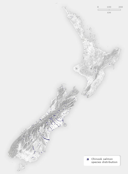 Chinook salmon distribution