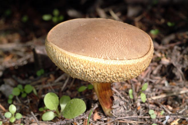 Boletes fungus 