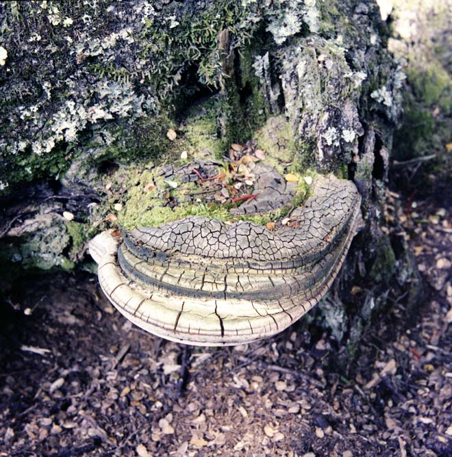 Bracket fungus 