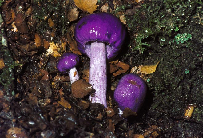 Pouch fungus 