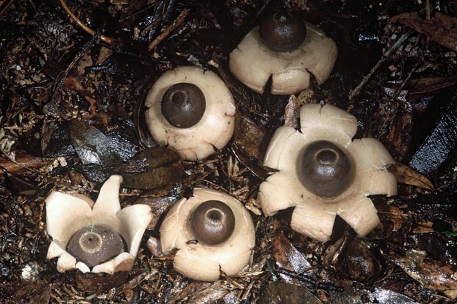 Earthstars 