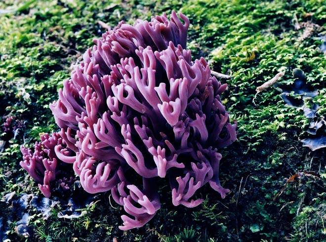 Corals, cups and stinkhorns 
