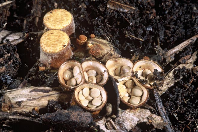 Bird’s nest fungus 
