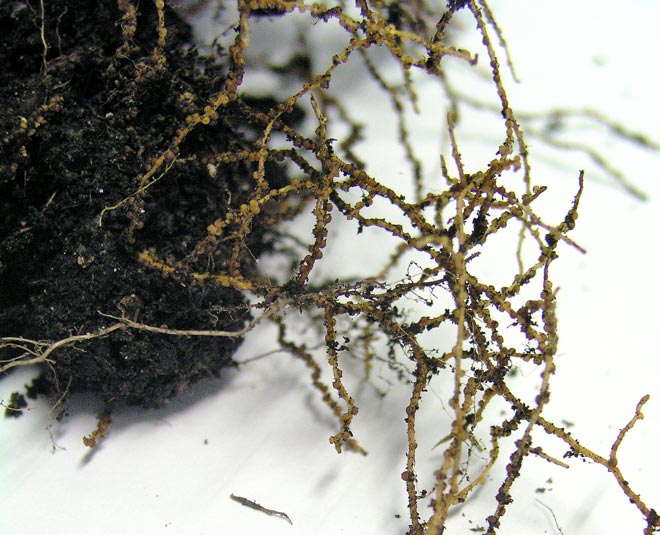 Fungal nodules on tōtara roots