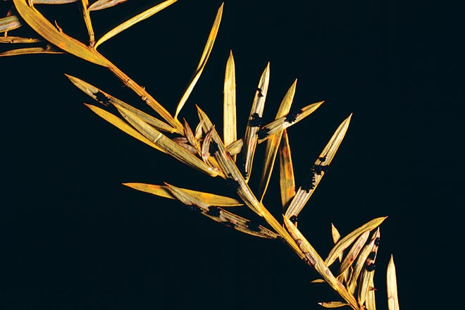 Tōtara leaf spot