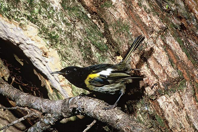 Male stitchbird