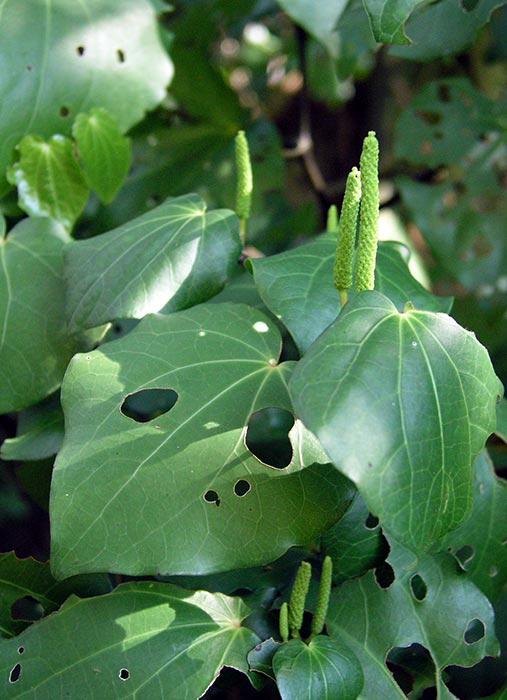 Kawakawa 