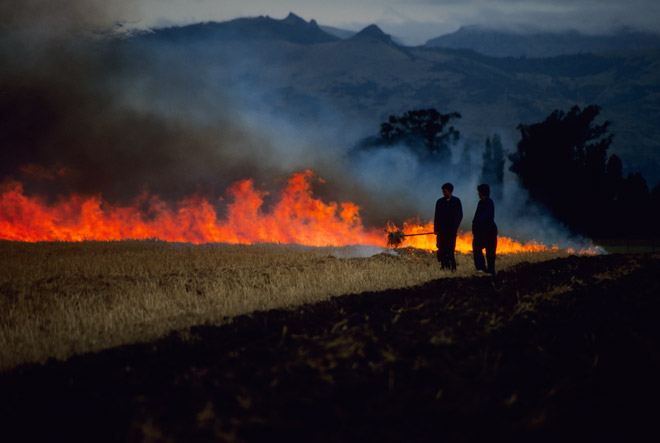 Burning wheat stubble