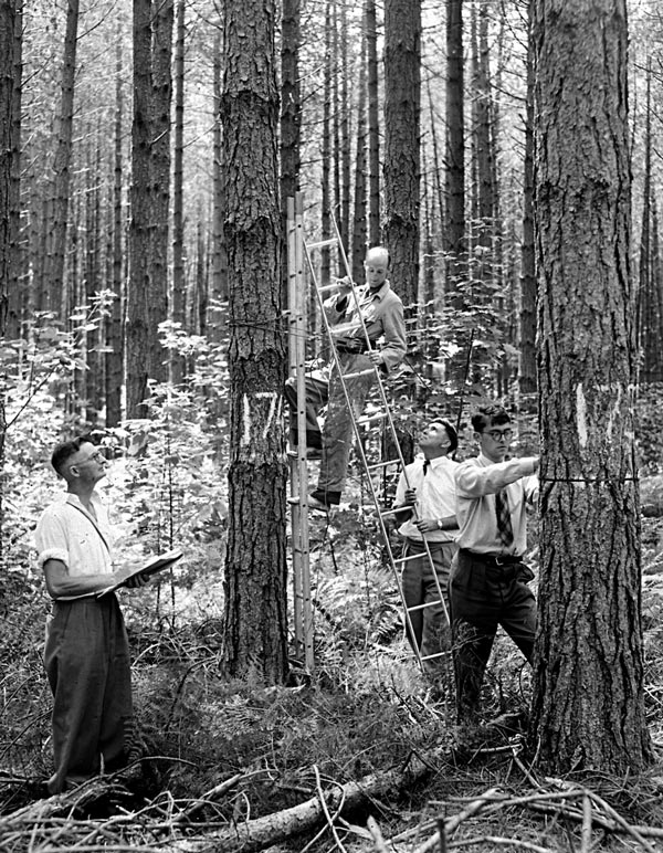Forest Research Institute scientists