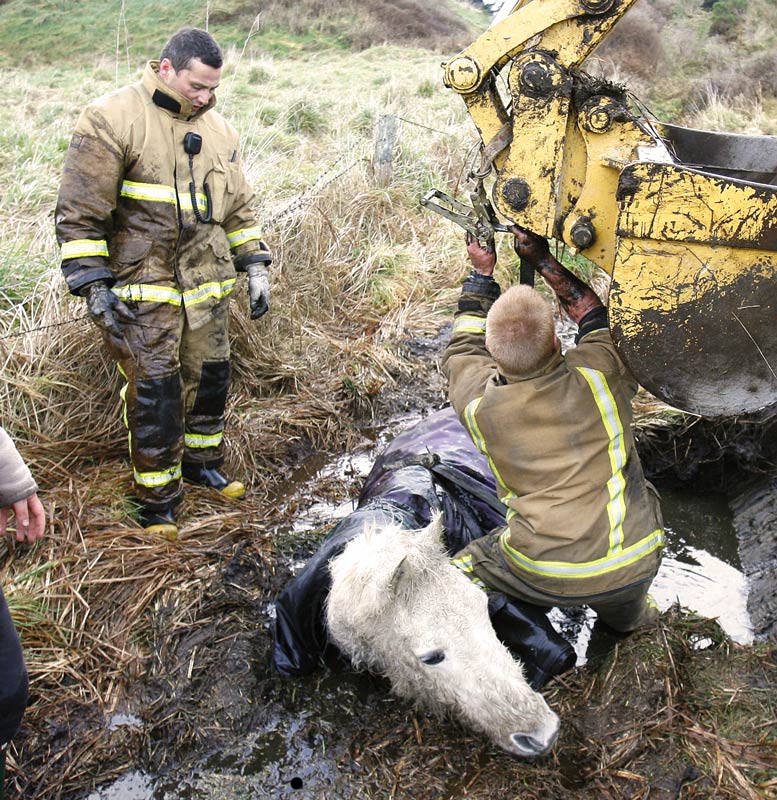 Rescuing a horse