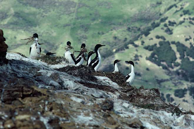 New Zealand king shag