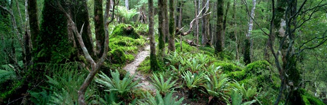 Thick North Island bush