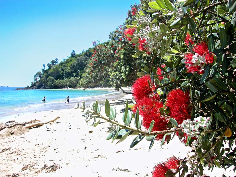 Pōhutukawa blooms in front of a white-sand beach with bright blue ocean and hills going down to the sea. A few people are wading in the sea.
