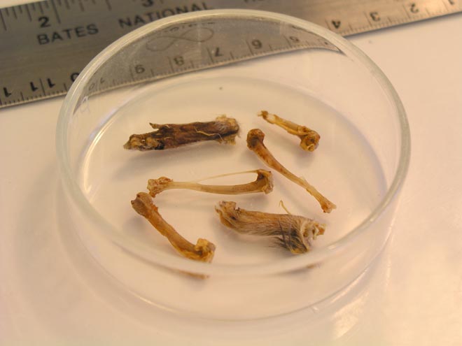 Modern Pacific rat bones