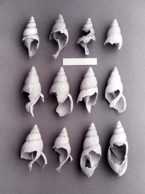 Gnawed snail shells