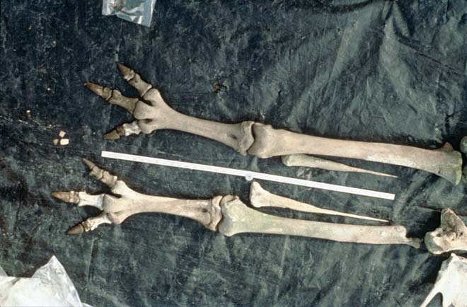 Moa bones