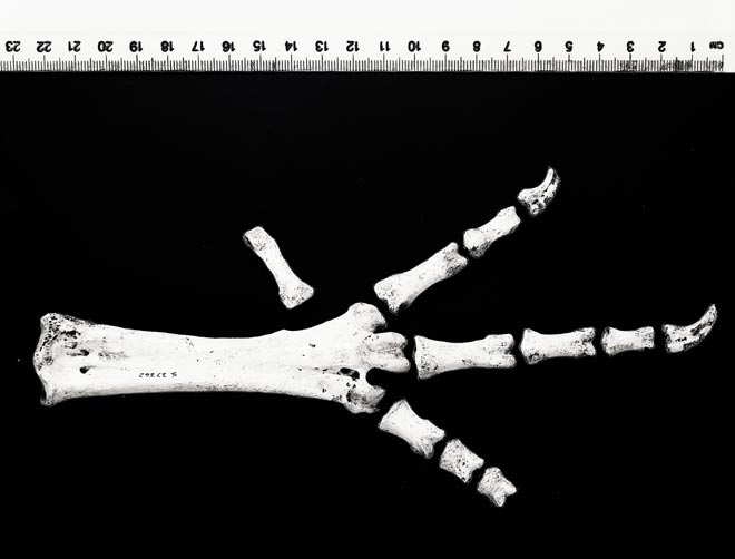 Fossil remains of the giant iguana Lapitiguana impensa (2nd of 3)