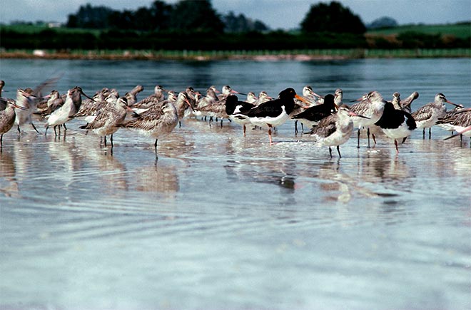 Godwits and oystercatchers, Manukau Harbour