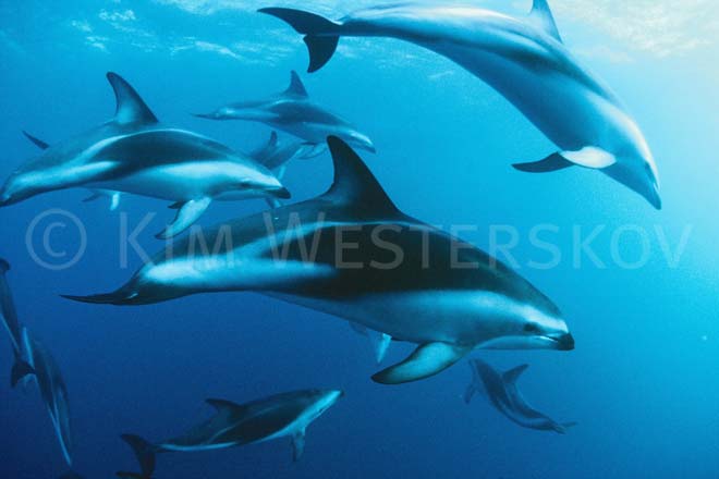 Dusky dolphin
