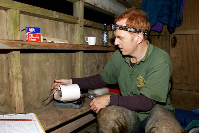Weighing a godwit